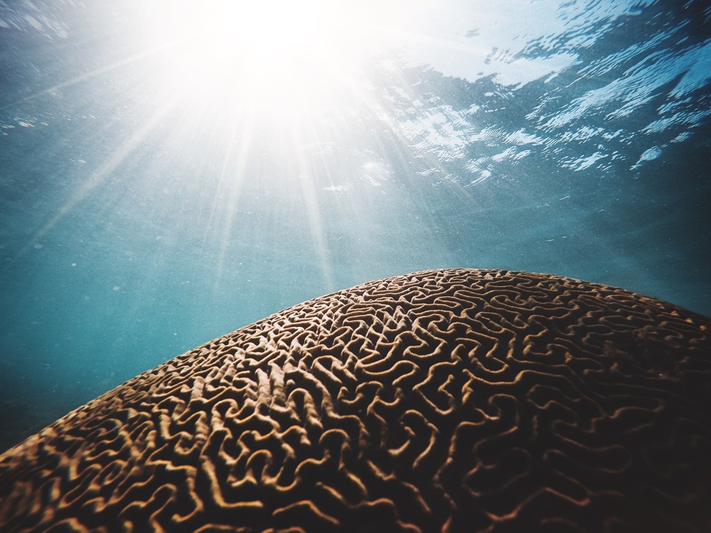 Surface of brown coral, similar to the cerebral cortex, at the top of the sky with the sun.